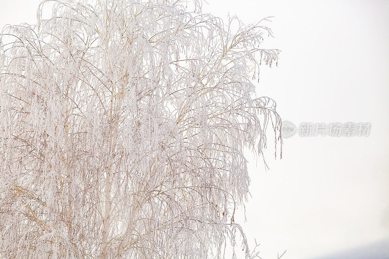 冰冻和光秃秃的柳树和树枝上的白霜