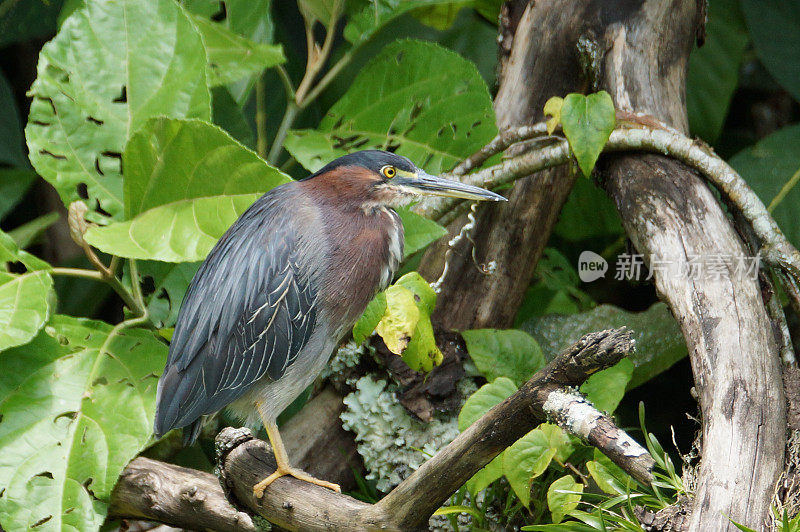 苍鹭(绿苍鹭)