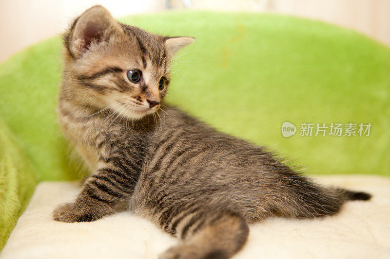 可爱的小猫在绿色的沙发上