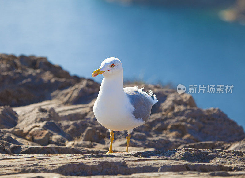 岩石海岸的黄腿海鸥