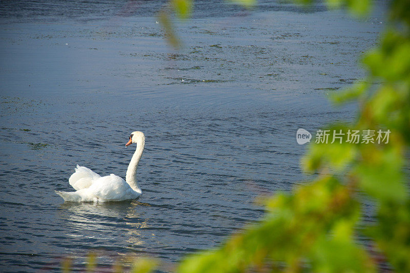 天鹅湖