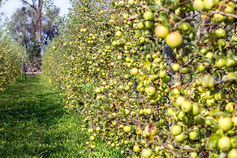 一排绿苹果树