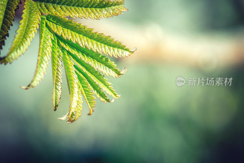 苏木也叫维吉尼亚苏木特写植物叶子生长在阳光下的春天季节