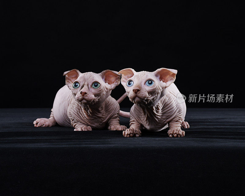 Sphynx猫