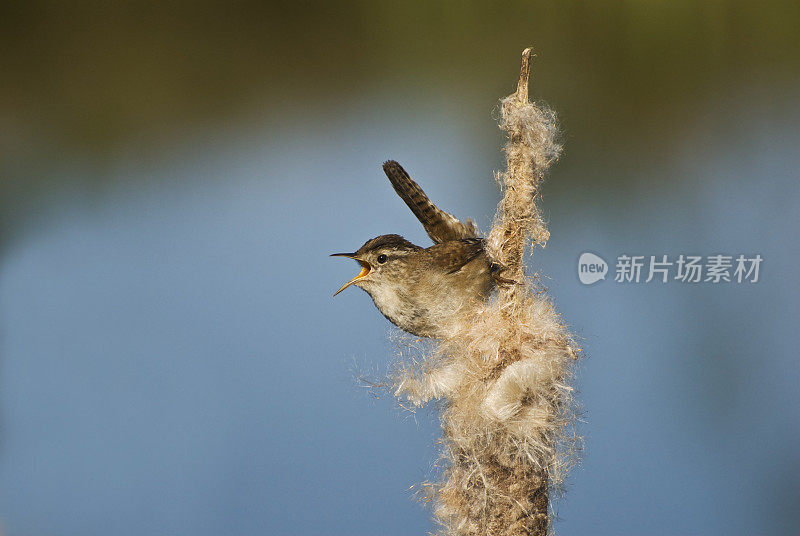 春天的歌!