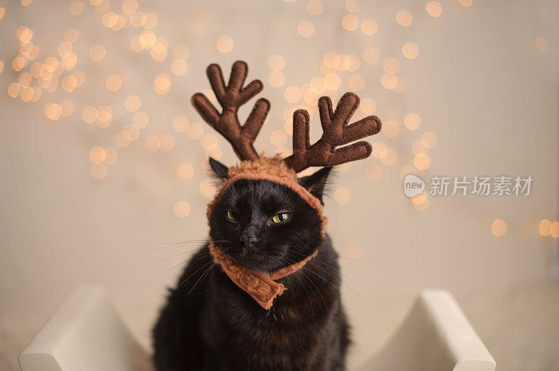 穿着圣诞服装的烦恼猫