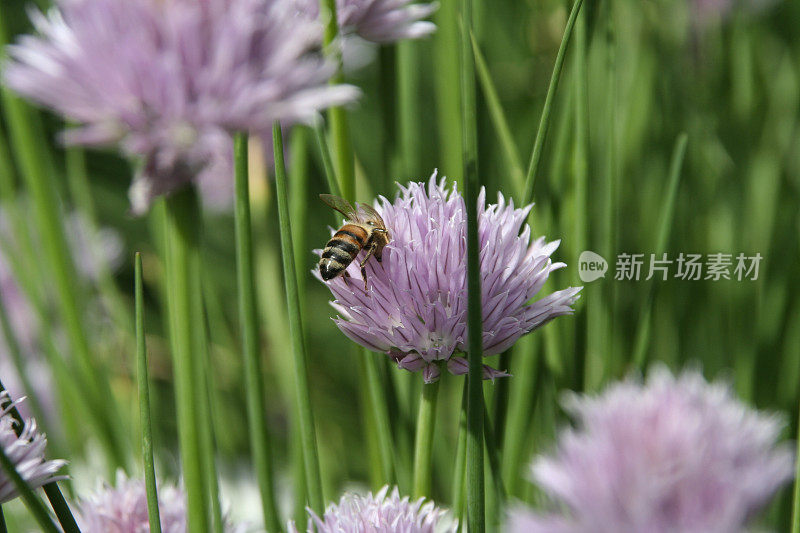 韭菜和蜜蜂