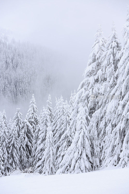 清新雪冬针叶林雪树高山景观