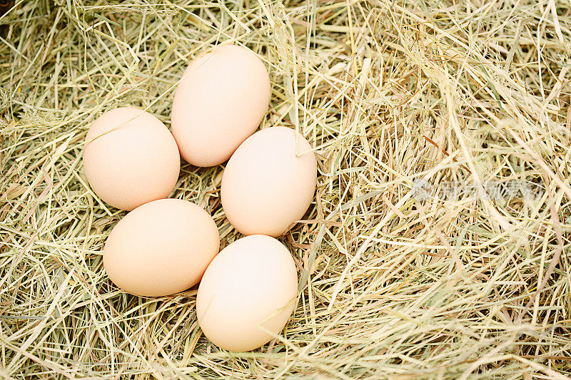 农场新鲜的鸡蛋