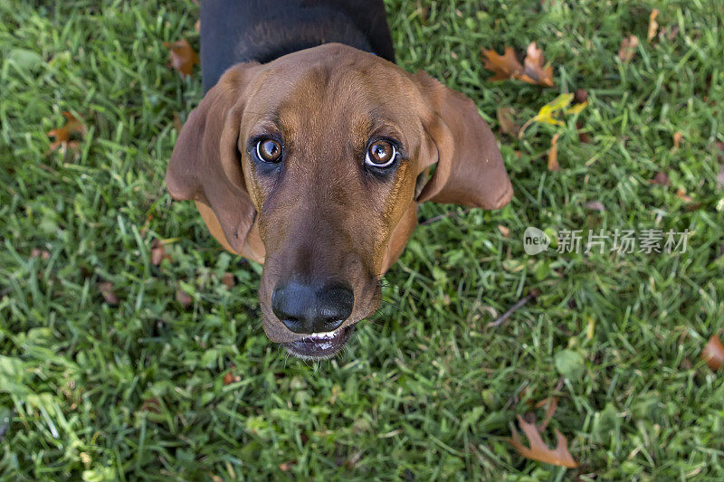 巴塞特猎犬