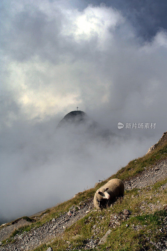 绵羊在山顶和十字架的背景