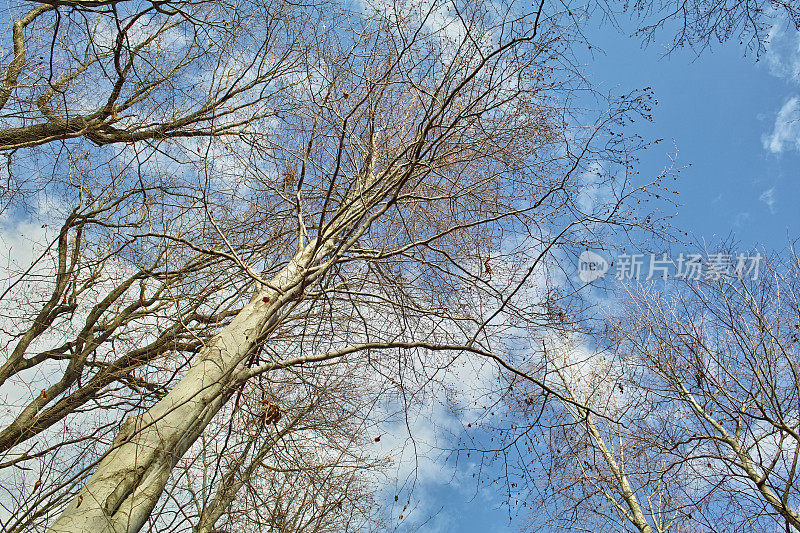 山毛榉树前的蓝天