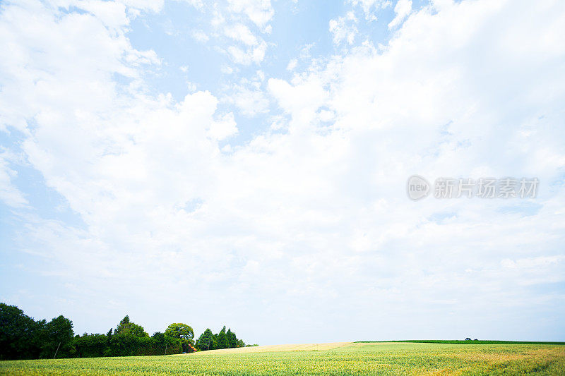 鲁尔格贝特的山丘和地平线上有麦田