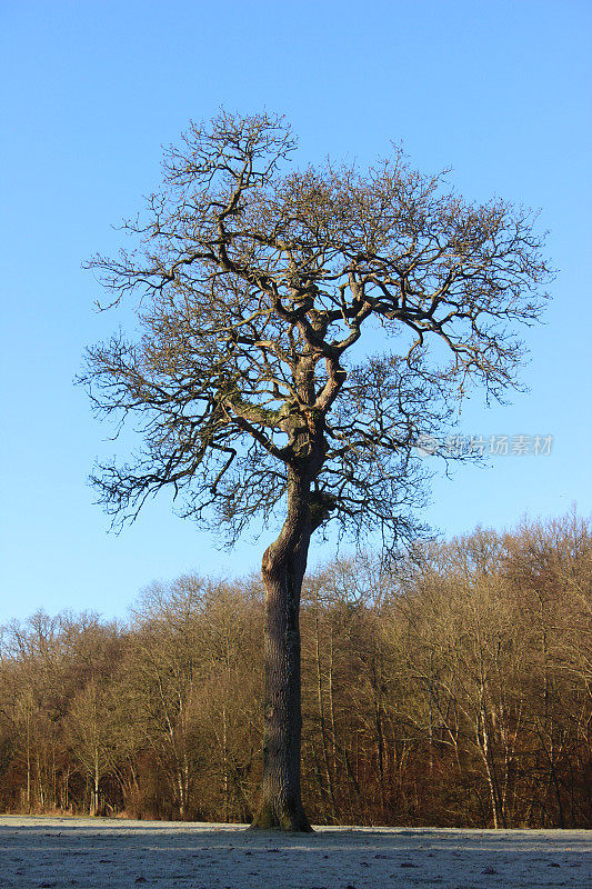 冬季落叶的英国橡树(栎属)，树干弯曲，原野