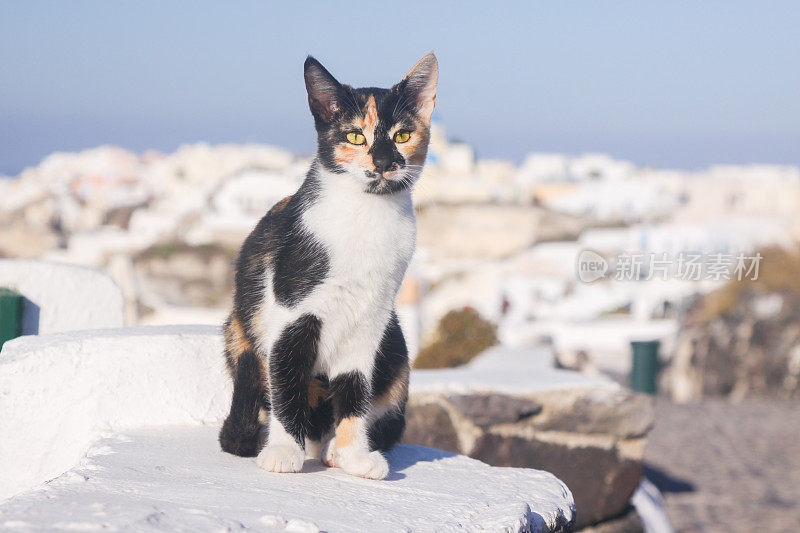 希腊圣托里尼岛的流浪猫