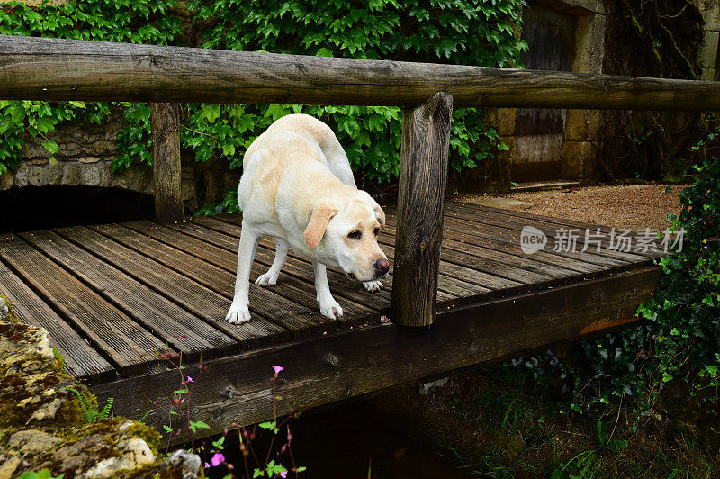 木桥上的拉布拉多寻回犬