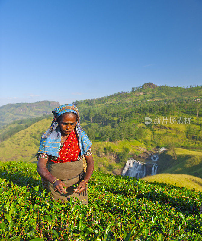 斯里兰卡妇女采摘茶叶