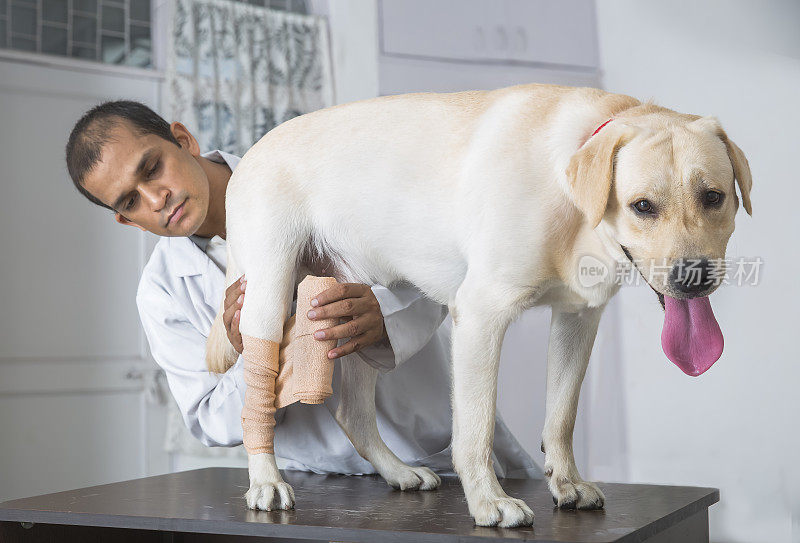 兽医在看黄色拉布拉多寻回犬的断肢