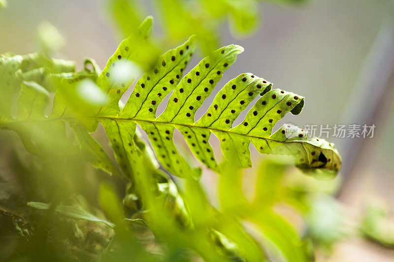 蕨类植物开花