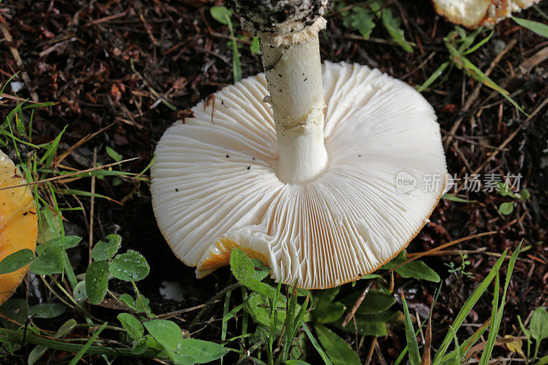 翻倒蘑菇帽的鳃在不列颠哥伦比亚省，加拿大