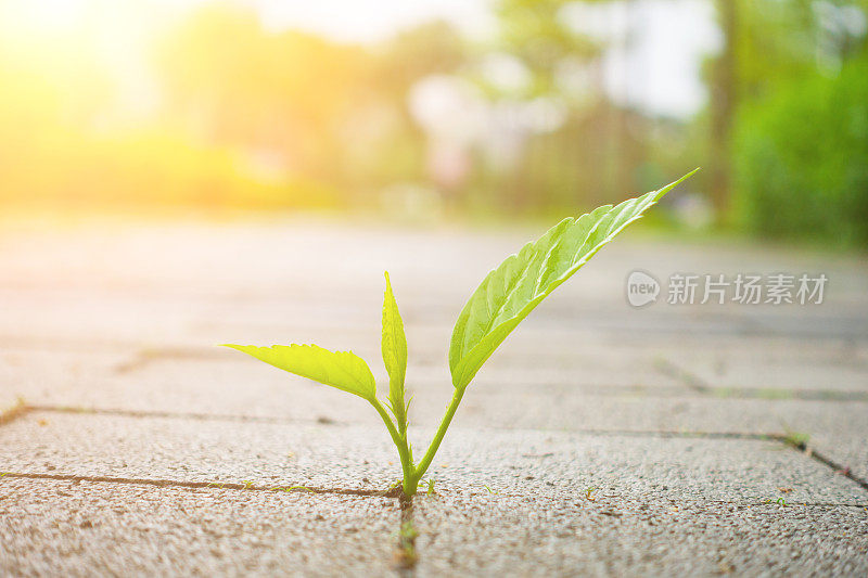 穿透地面生长的植物