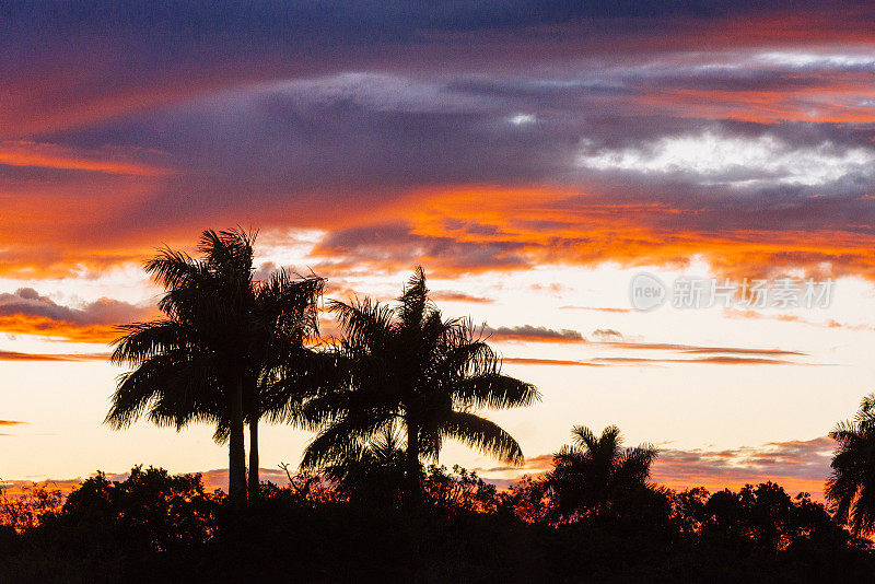 日落在大沼泽地国家公园与棕榈树自然背景