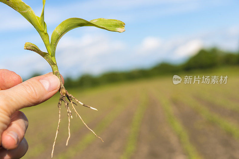 玉米植株