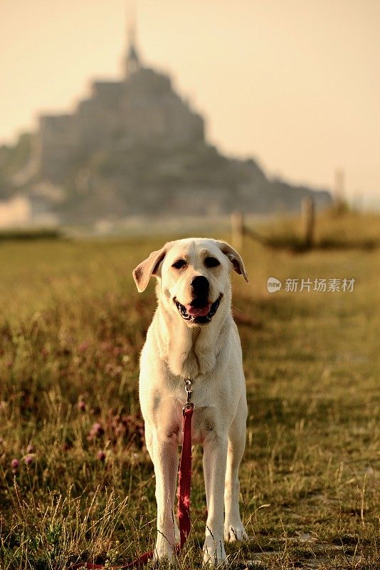 拉布拉多寻回犬