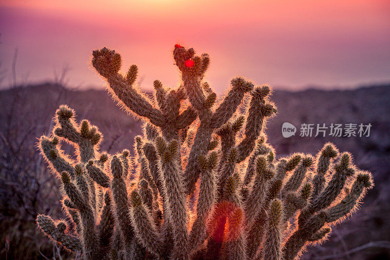 安萨-博雷戈沙漠州立公园，日出时甘德的卓拉仙人掌