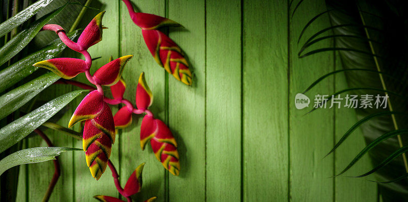 热带向日葵花与旧的绿色风化木板墙背景。