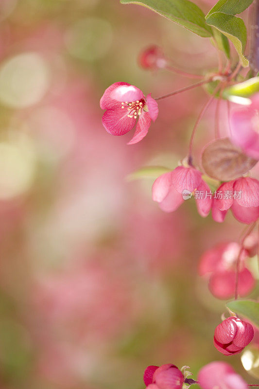 蟹苹果花