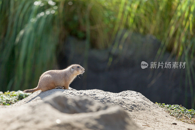 特写土拨鼠