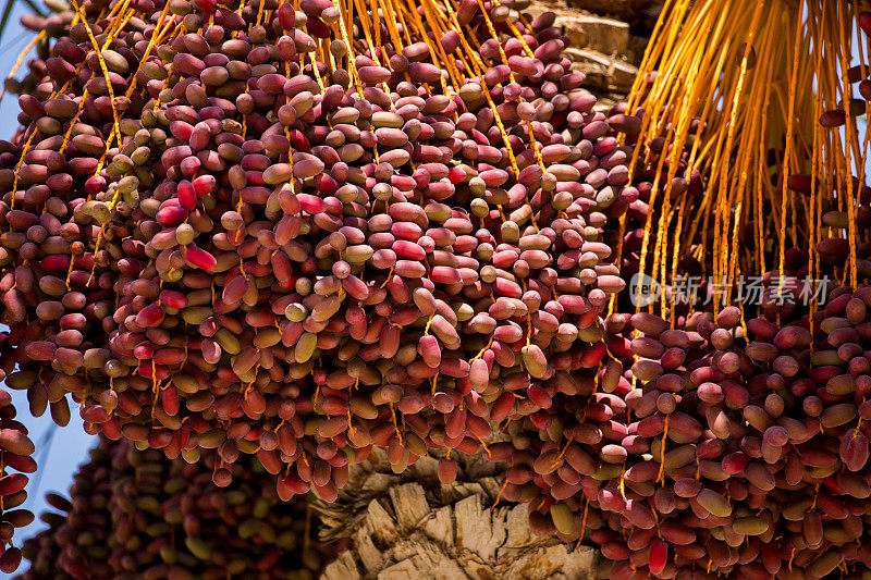 埃及:纳特龙河谷的椰枣