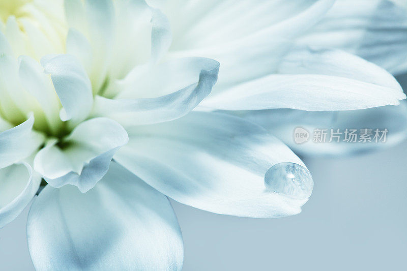 白色菊花花，微距拍摄