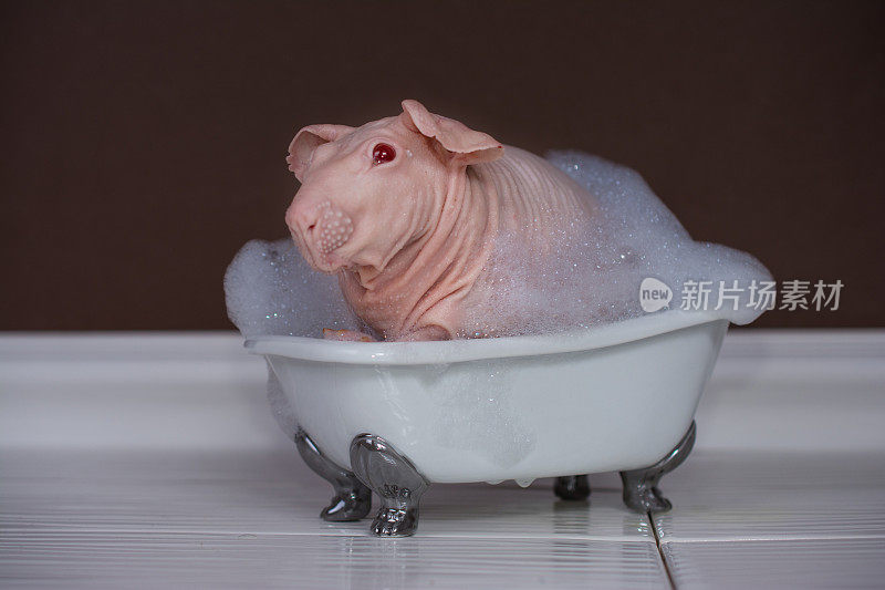 一只在洗澡的豚鼠