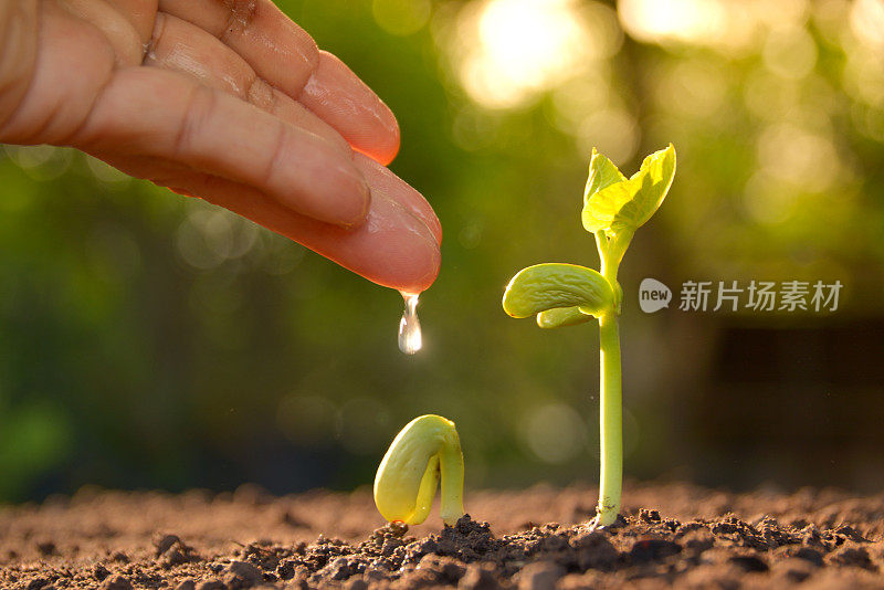 种植植物。植物幼苗。手工培育和灌溉植物生长。