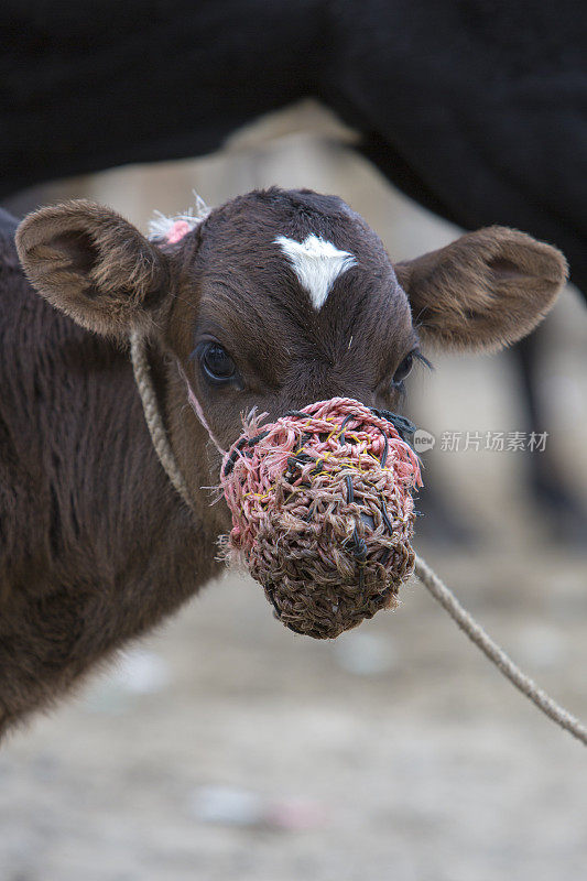 奥塔瓦洛动物市场的棕色小牛