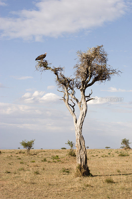 肯尼亚马赛马拉的孤独秃鹫