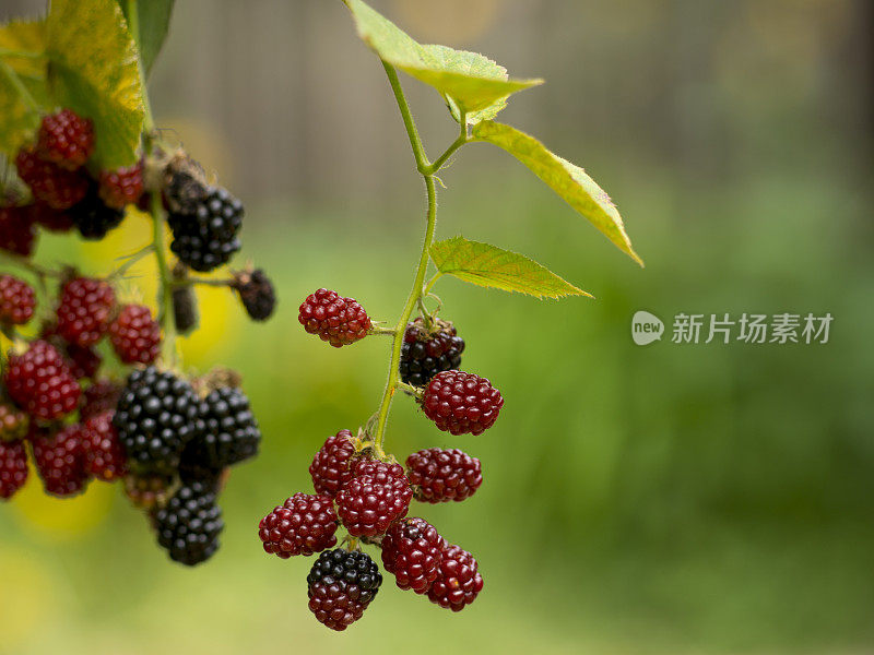 树莓果实挂在植物上