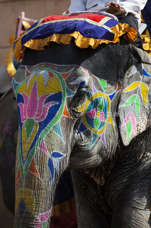 印度拉贾斯坦邦琥珀堡上装饰鲜艳的印度大象