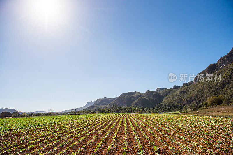 烟草场，古巴山谷