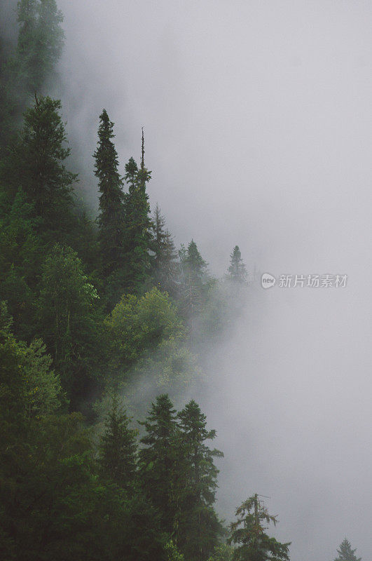 山上的森林在薄雾中