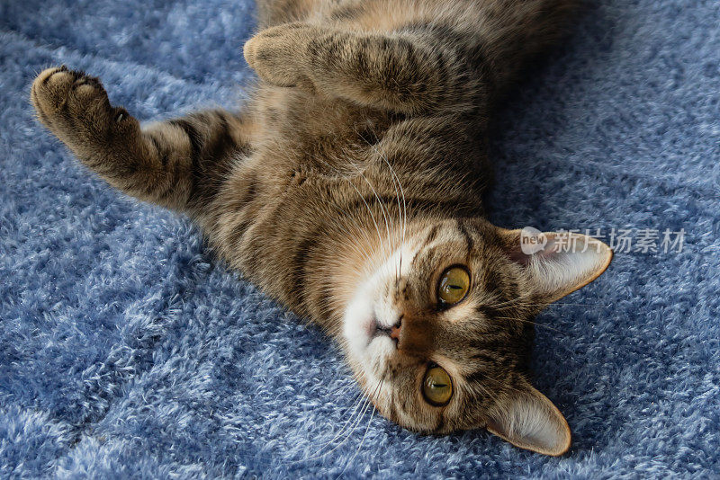 可爱的虎斑猫近距离躺在蓝色毯子上，看着相机。