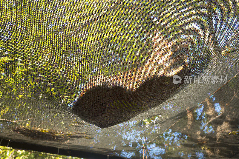 猫躲在高高的树上