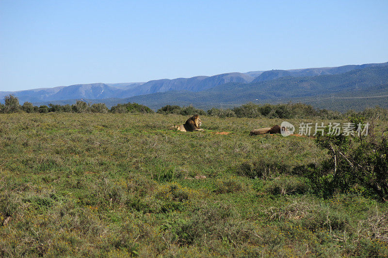 两只巨大的雄狮在阿多大象公园休息