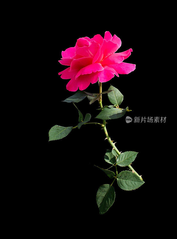 亮粉色的玫瑰花
