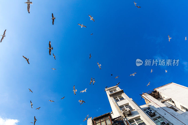 蓝天上的海鸥