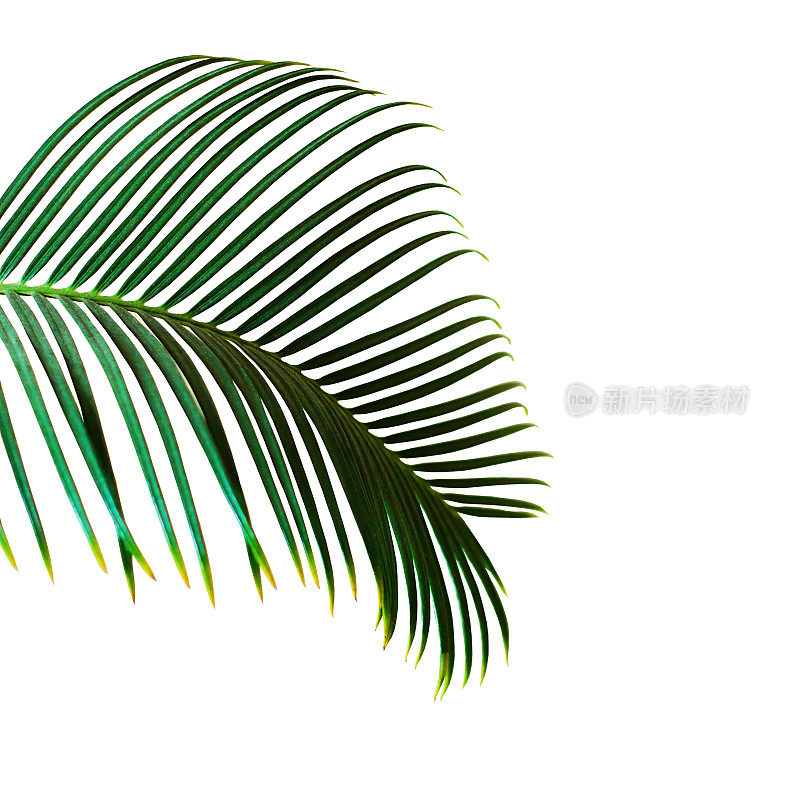 单片绿色棕榈叶孤立在白色背景上