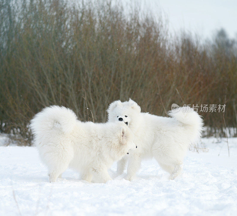 萨摩耶犬(冬天)