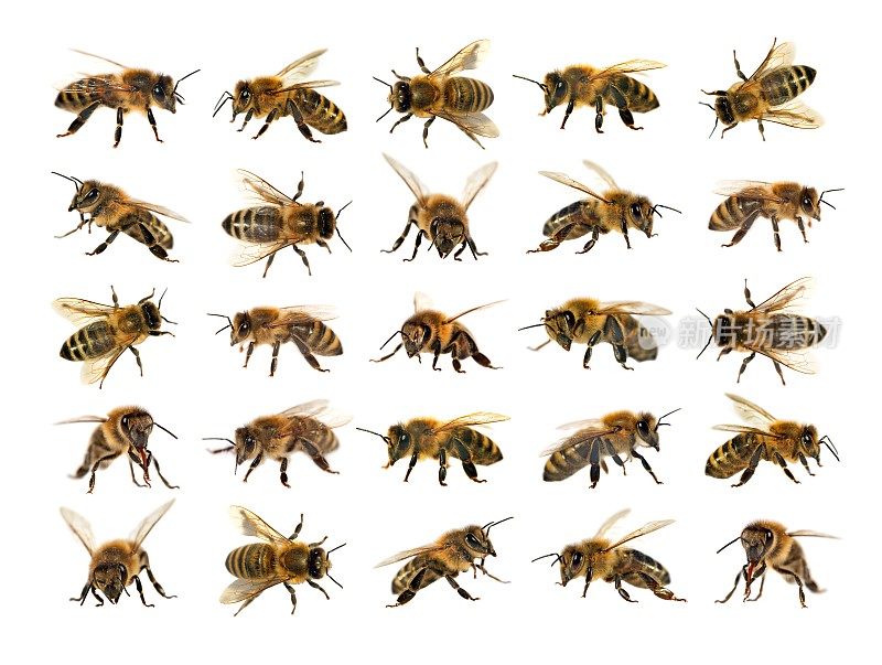 一群蜜蜂或白色背景上的蜜蜂，称为蜜蜂